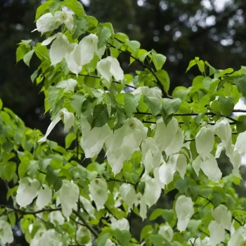 DAVIDIA involucrata
