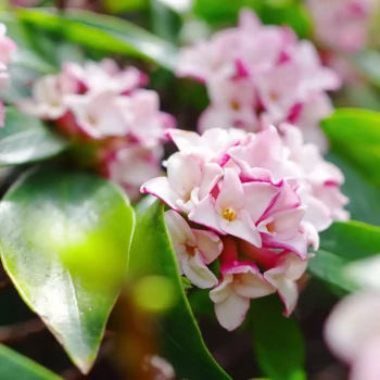 DAPHNE odora Aureomarginata