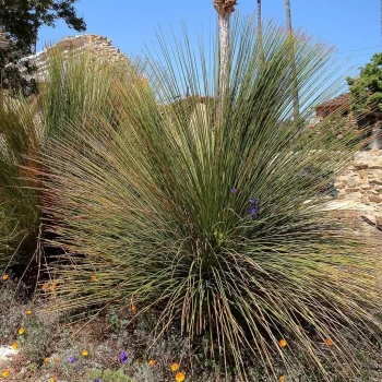 DASYLIRION quadrangulatum
