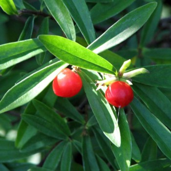 DANAE racemosa