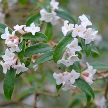 DAPHNE tangutica