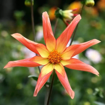 DAHLIA x Variés