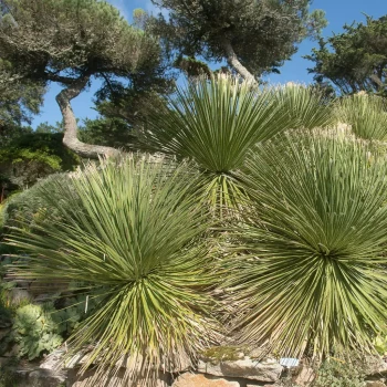 DASYLIRION wheeleri