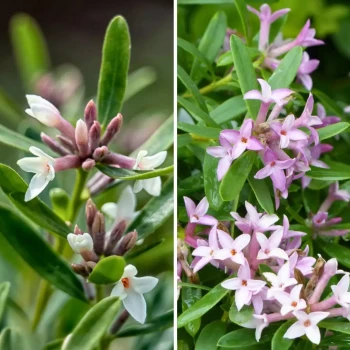 DAPHNE x transatlantica Eternal Fragrance