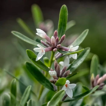 DAPHNE x transatlantica Summer Ice