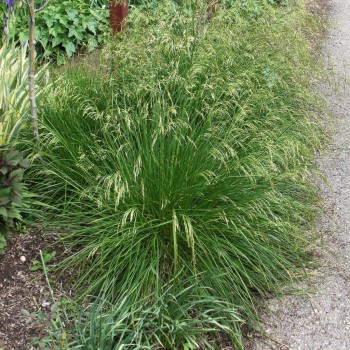 DESCHAMPSIA cespitosa