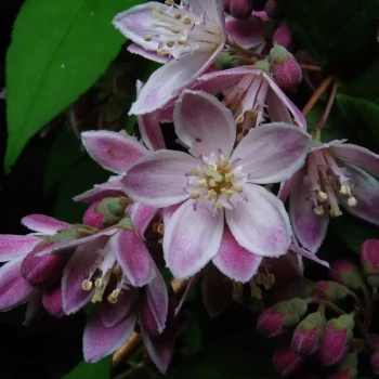 DEUTZIA discolor x longifolia Perle Rose