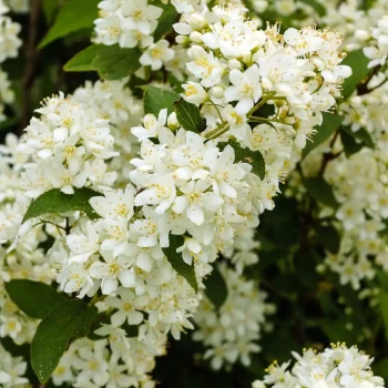 DEUTZIA gracilis Nikko