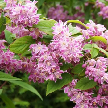DEUTZIA x magnifica Tourbillon Rouge