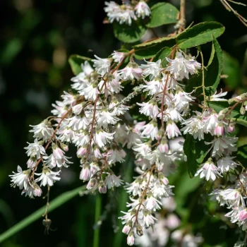 DEUTZIA scabra Pride of Rochester