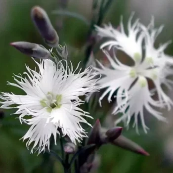 DIANTHUS arenarius f. nanus Little Maiden