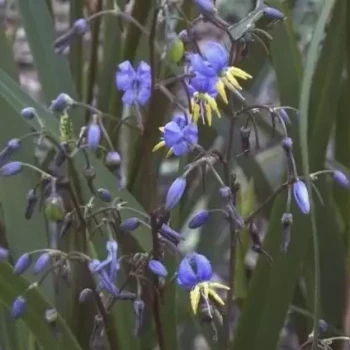 DIANELLA caerulae Coolvista