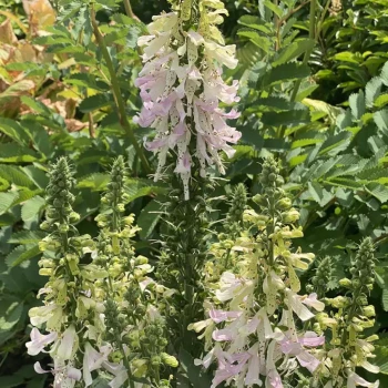 DIGITALIS grandiflora
