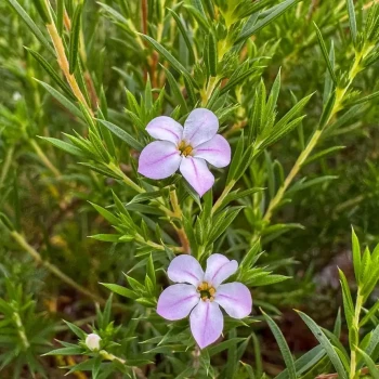 DIOSMA hirsuta Pink Fountain