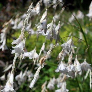 DIERAMA pulcherrimum