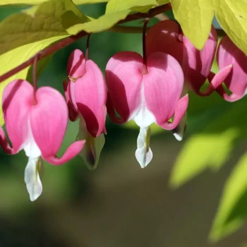 DICENTRA spectabilis Alba