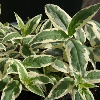 DIERVILLA sessilifolia