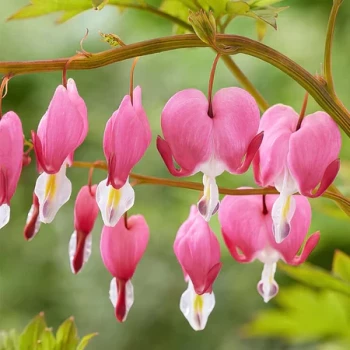 DICENTRA spectabilis