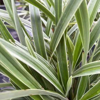 DIANELLA tasmanica Silver Fox