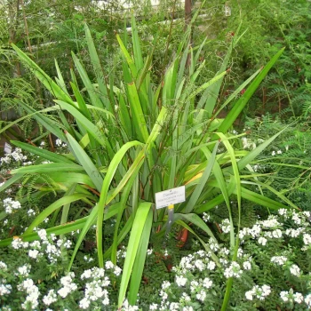 DIANELLA tasmanica Wyeena