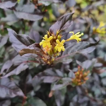DIERVILLEA x Magical Stary Night