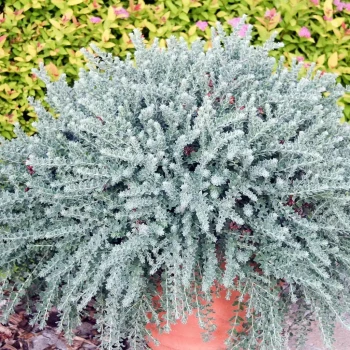 DORYCNIUM hirsutum