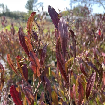 DODONAEA viscosa purpurea