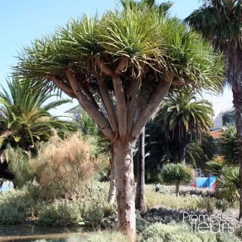 DRACAENA australis Lime Passion