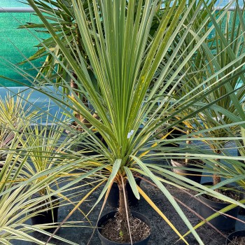 DRACAENA australis