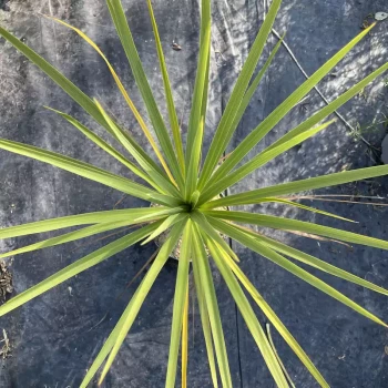 DRACAENA indivisa