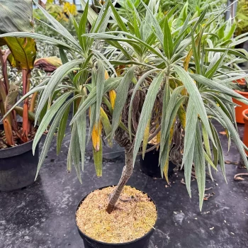 ECHIUM candicans (fastuosum)