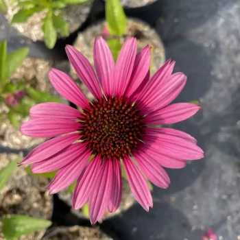ECHINACEA purpurea Fatal Attraction