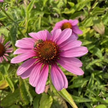 ECHINACEA purpurea Magnus