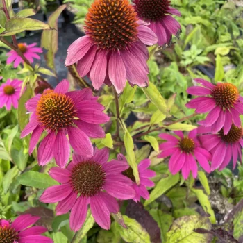ECHINACEA purpurea Moodz Imagination