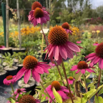 ECHINACEA purpurea Pow Wow Wild Berry