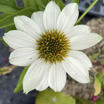 ECHINACEA purpurea Pow Wow White