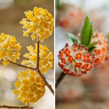 EDGEWORTIA chrysantha