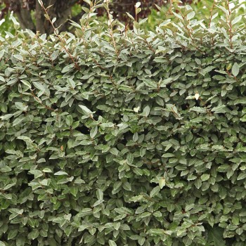ELAEAGNUS x ebbingei Compacta