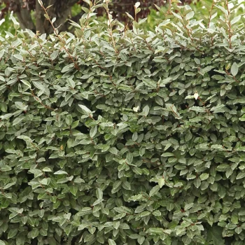 ELAEAGNUS x ebbingei Compacta