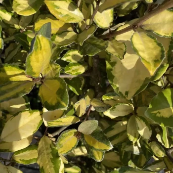ELAEAGNUS x ebbingei Eleador Lannou