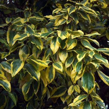 ELAEAGNUS x ebbingei Gilt Edge
