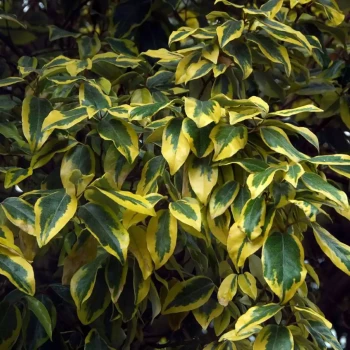 ELAEAGNUS x ebbingei Gilt Edge