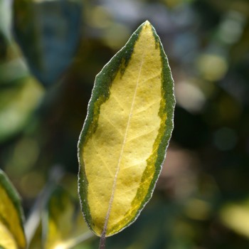 ELAEAGNUS x ebbingei Limelight
