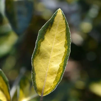 ELAEAGNUS x ebbingei Limelight