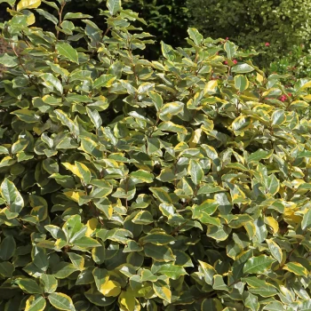 ELAEAGNUS x ebbingei Viveleg