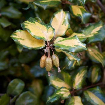 ELAEAGNUS pungens Maculata