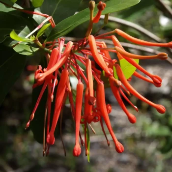 EMBOTHRIUM coccineum