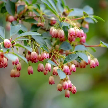 ENKIANTHUS campanulatus