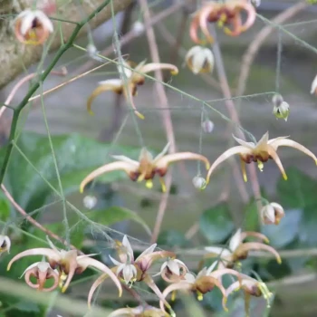 EPIMEDIUM wushanense Nova Spring