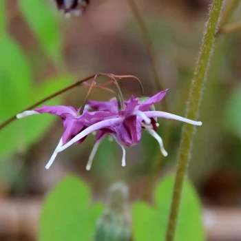 EPIMEDIUM x youngianum Niveum